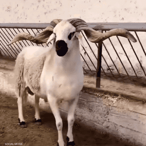 السلطات المغربية تكثف إجراءاتها لمراقبة الماشية قبل عيد الأض