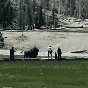 رجل ينقذ طفلا من نطحة ثور هائج في أميركا