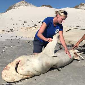 الباحثة أليسون تاونر تتفح إحدى أسماك القرش الكبيرة النافقة