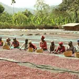 يعمل أكثر من 15 مليون مزارع إثيوبي في مجال إنتاج البن