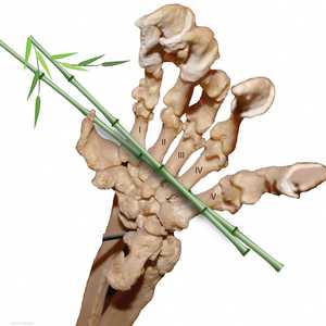 بحسب الدراسة كان للباندا إبهامان