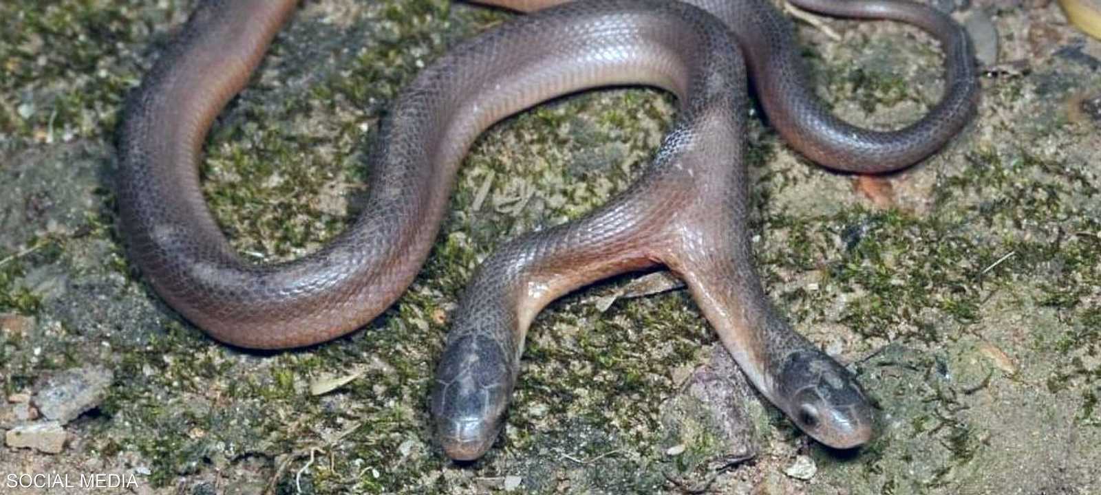 أفعى "البني آكل البيض" النادرة