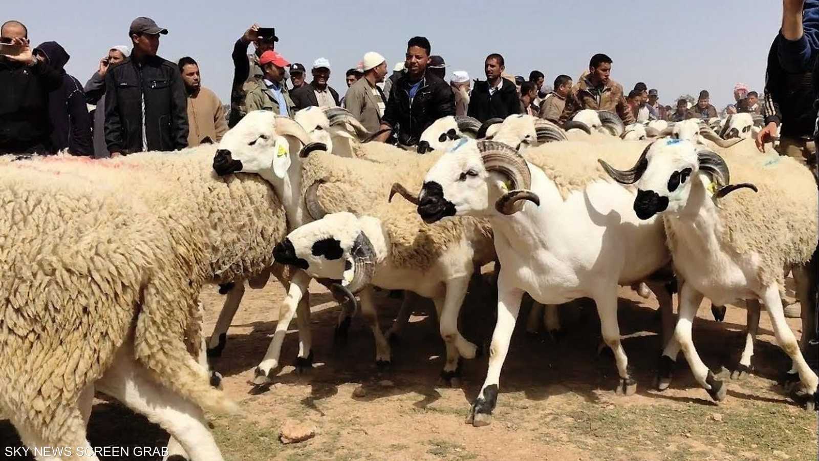 يرتفع الطلب على "الصردي" بشكل ملموس بمناسبة عيد الأضحى