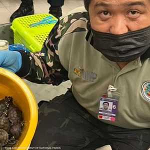 الحيوانات المضبوطة عددها أكثر من 100