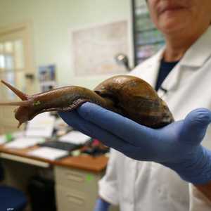 يمكن أن يزيد طول الحلزون على 20 سنتيمترا