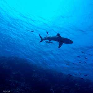 حادث هجوم سمكة قرش وقع جنوب مدينة الغردقة