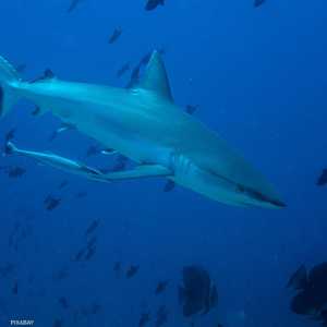 حادث هجوم سمكة قرش وقع جنوب مدينة الغردقة