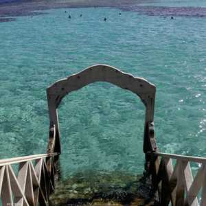 سياح يغوصون في سهل حشيش في الغردقة