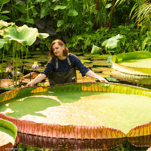 الزنبقة هي الأكبر في العالم