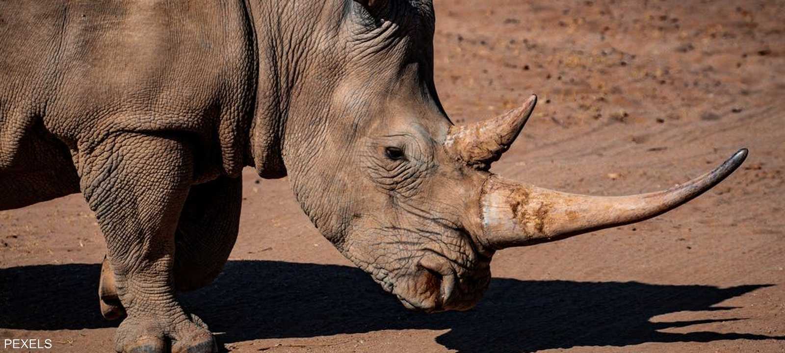 عودة لحيوان وحيد القرن في براري موزمبيق.. أرشيفية