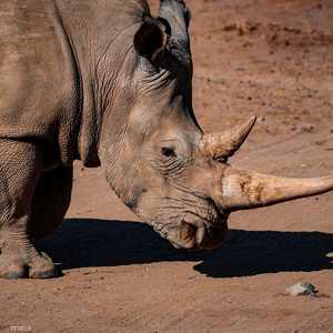 عودة لحيوان وحيد القرن في براري موزمبيق.. أرشيفية
