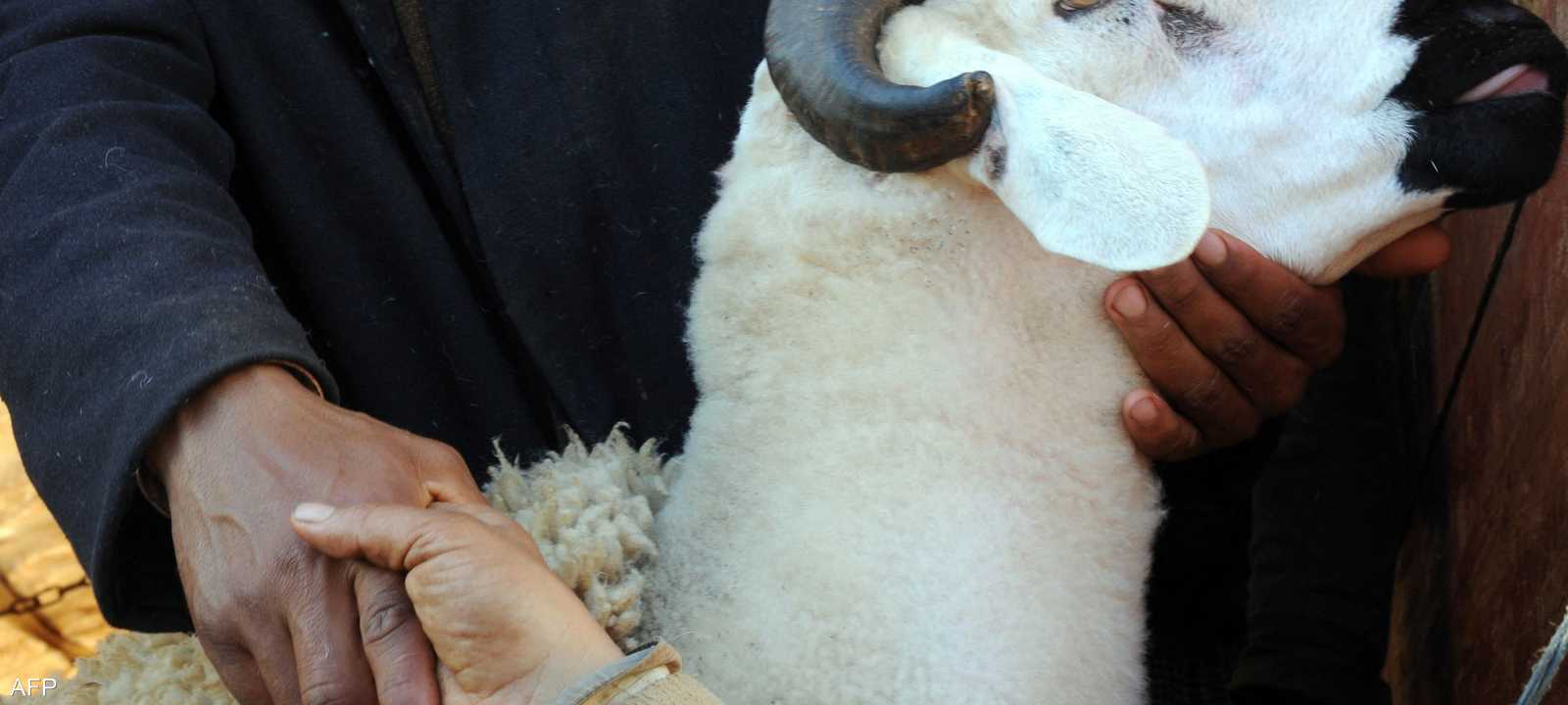 خبراء الصحة يوصون بالانتباه عند شراء الأضحية