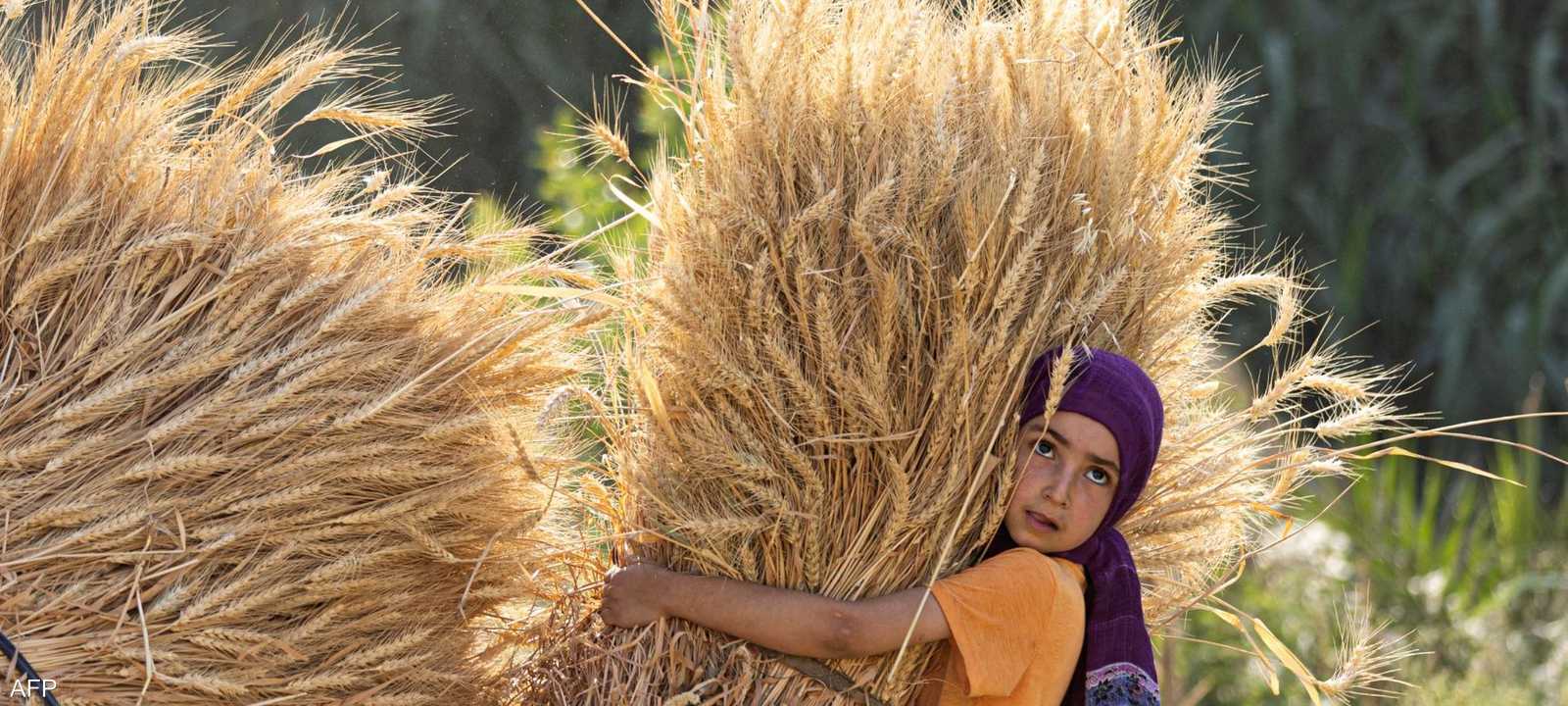 فتاة تشارك في حصاد القمح بقرية بمها بالقرب من بلدة العياط
