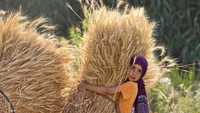 فتاة تشارك في حصاد القمح بقرية بمها بالقرب من بلدة العياط