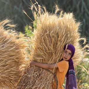 فتاة تشارك في حصاد القمح بقرية بمها بالقرب من بلدة العياط