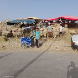 سوق الأغنام يشهد ركوداً في تونس