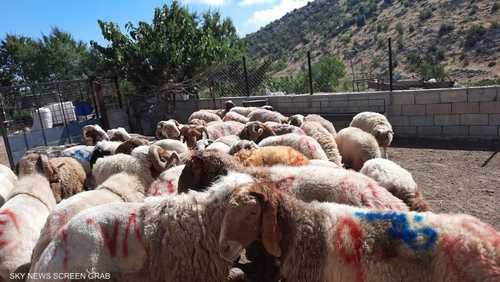 أسعار الأضاحي في لبنان خارج قدرة معظم المواطنيين