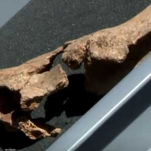 يعتقد أن الأحفورة تعود لنحو 1.4 مليون عام