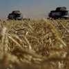 صادرات الحبوب الأوكرانية تتراجع