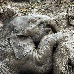 الفيل وقع في حفرة خاصة بتصريف المياه