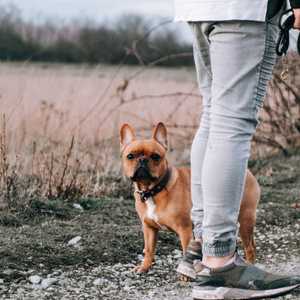 الكلاب الأليفة لا تكون كذلك أحيانا.