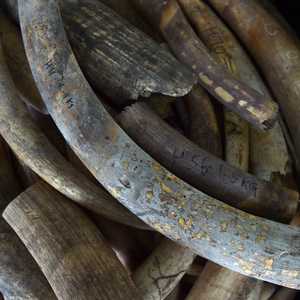 أنياب أفيال كانت ضمن الشحنة المهربة التي تم ضبطها في ماليزيا