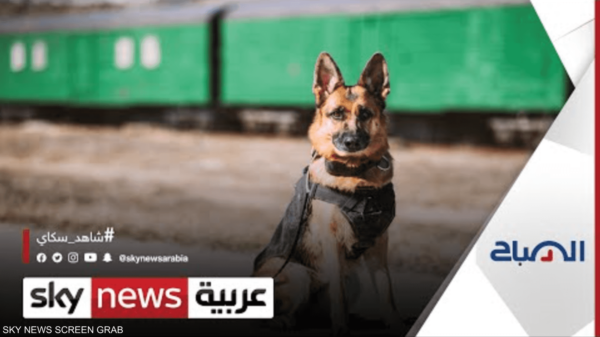 الكلاب البوليسية عنصر أساسي في مهام الأمن والحراسات