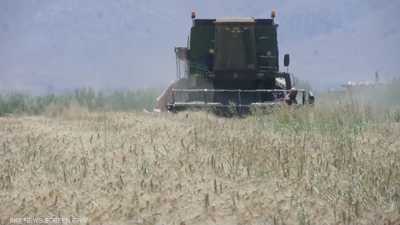السلطات اللبنانية تمنع تصدير القمح إلى الخارج