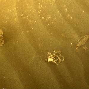 الجسم الغريب الذي رصد على سطح المريخ