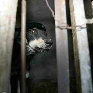 يتكرر مشهد انتشار الكلاب الضالة في عدد من المدن المغربية