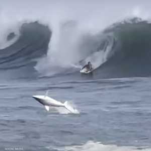 سمكة قرش تفاجئ متزلجا على الماء