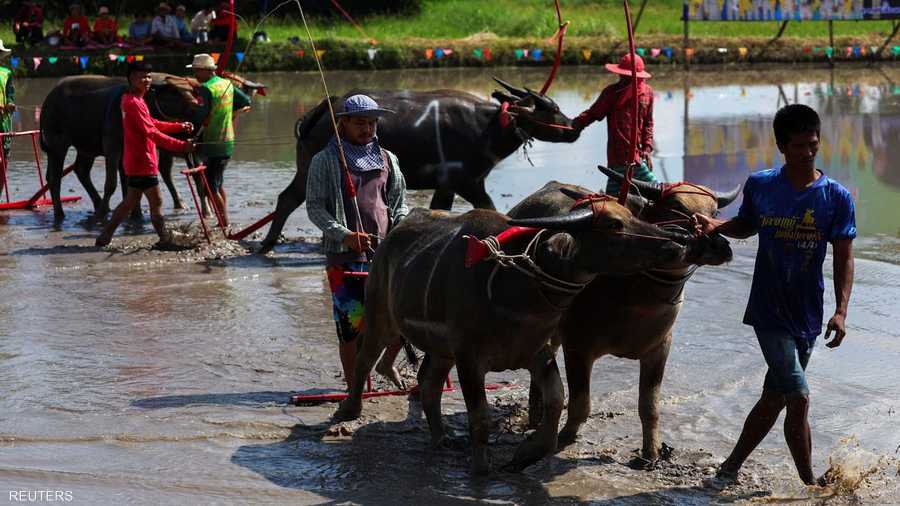 سباق الجاموس تقليد سنوي يعود إلى القرن التاسع عشر للاحتفاء بهذه الماشية التي تتحمل مشاق العمل مع المزارعين.