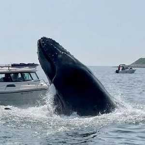 الحوت ارتطم بالقارب