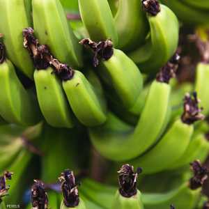 الموز الأخضر يساعد في الوقاية من السرطان.