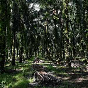 زراعة الأشجار ليست حلا كافيا لأزمة التغير المناخي