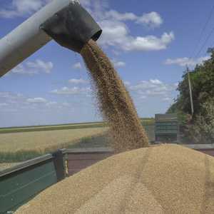 تشكل أوكرانيا وروسيا نحو ثلث صادرات القمح العالمية.. أرشيفية