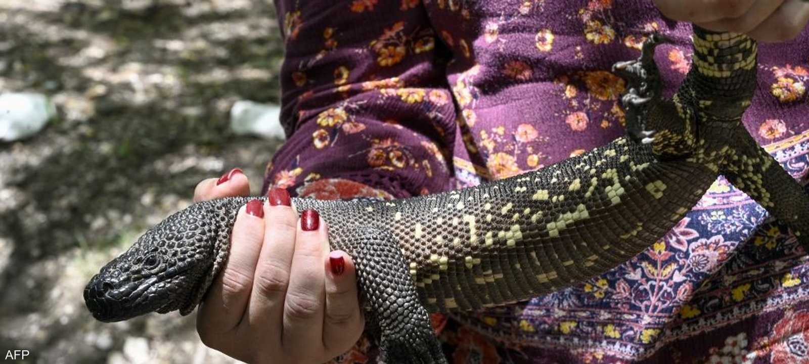 "نينيو دورمينو" سحلية سامة على وشك الانقراض