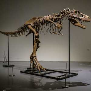 بيع هيكل عظمي كامل لغورغوصور