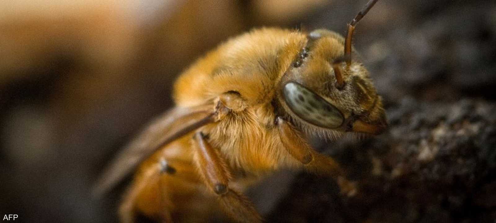 أكثر من 38 ألف شخص يمتهنون تربية النحل بالمغرب