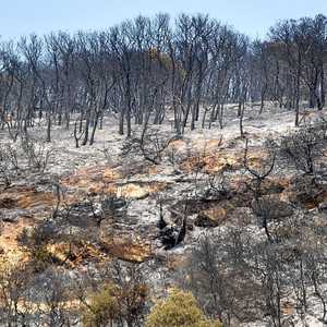 المساحات المُحترقة قدرت بنحو 3 آلاف هكتار