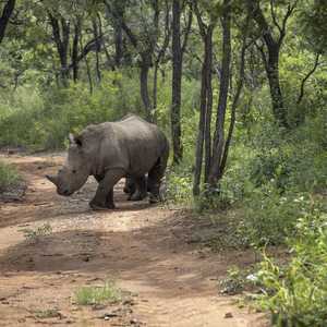 غالبا ما يقوم بالصيد الجائر لوحيد القرن صيادون محليون.أرشيف