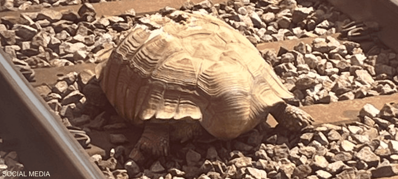 صورة للسلحفاة نشرتها الراكبة ديان إيكرز على تويتر