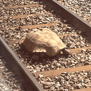 صورة للسلحفاة نشرتها الراكبة ديان إيكرز على تويتر