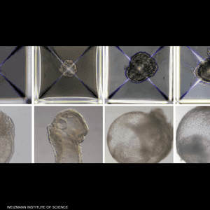 تم تصميم جهاز يعطي ظروفا تشبه تلك التي يوفرها الرحم الطبيعي