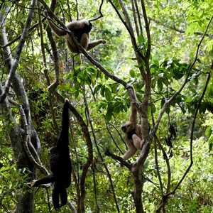 قام العلماء بتقييم وضع أكثر من 147 ألف نبات وحيوان