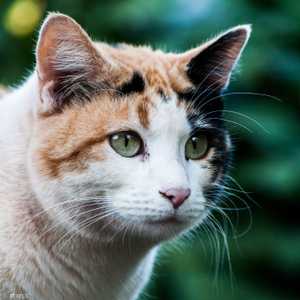 القطة من فصيلة كاليكو المعروفة بفروها المتعدد الألوان