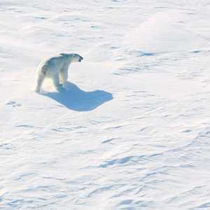 دراسة: احترار القطب الشمالي أسرع بأربع مرات من بقية الكوكب