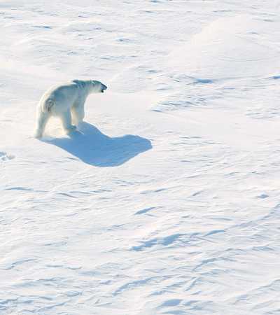 دراسة: احترار القطب الشمالي أسرع بأربع مرات من بقية الكوكب