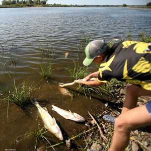 التقارير تشير إلى أن تسمم الأسماك بسبب الزنك