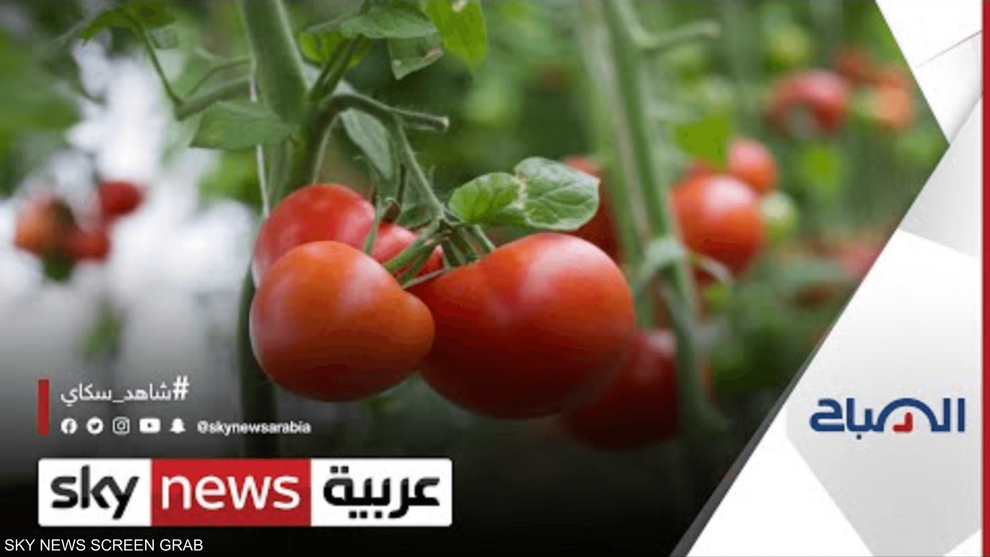 حملة توعوية زراعية لشاب أردني عبر وسائل تواصل اجتماعي